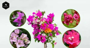 Bougainvillea in Feng Shui: Planting and Care Guide bougainvillea plant