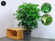Cây Hạnh Phúc: Bí quyết phong thủy hút tài lộc không thể bỏ qua Cây hạnh phúc