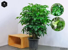 Cây Hạnh Phúc: Bí quyết phong thủy hút tài lộc không thể bỏ qua Cây hạnh phúc