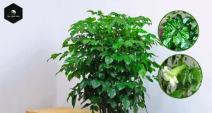 Cây Hạnh Phúc: Bí quyết phong thủy hút tài lộc không thể bỏ qua Cây hạnh phúc