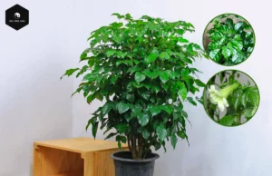 China Doll Plant: Feng Shui Meaning and Expert Care Guide Cây hạnh phúc