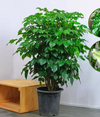 Cây Hạnh Phúc: Bí quyết phong thủy hút tài lộc không thể bỏ qua Cây hạnh phúc