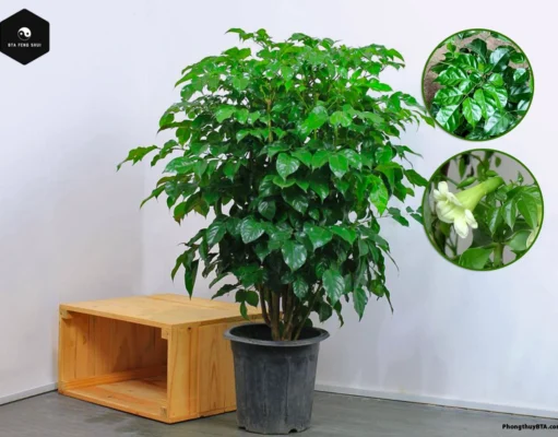 Cây Hạnh Phúc: Bí quyết phong thủy hút tài lộc không thể bỏ qua Cây hạnh phúc