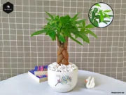 Cây Kim Ngân: Ý nghĩa phong thủy, cách trồng và chăm sóc hiệu quả Cây Kim Ngân