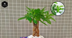 Cây Kim Ngân: Ý nghĩa phong thủy, cách trồng và chăm sóc hiệu quả Cây Kim Ngân