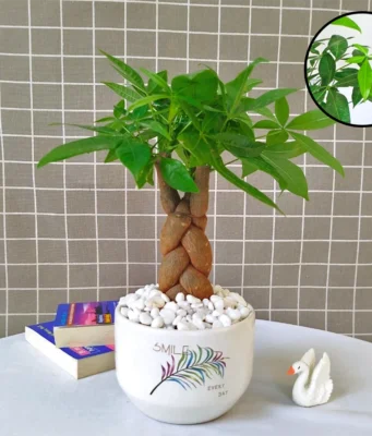 Cây Kim Ngân: Ý nghĩa phong thủy, cách trồng và chăm sóc hiệu quả Cây Kim Ngân