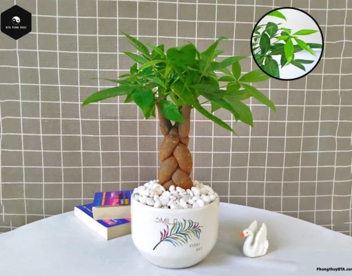 Cây Kim Ngân: Ý nghĩa phong thủy, cách trồng và chăm sóc hiệu quả Cây Kim Ngân