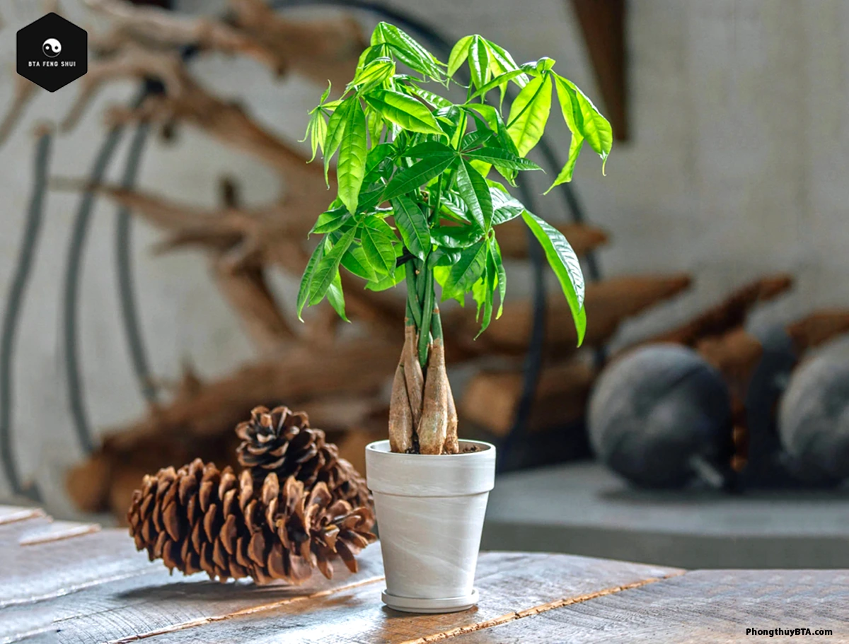 Caring for the Money Tree