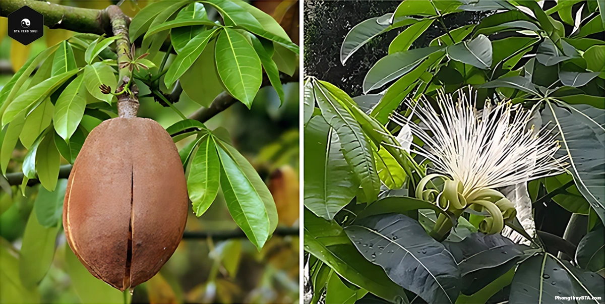 Flowers and fruits of the Money Tree