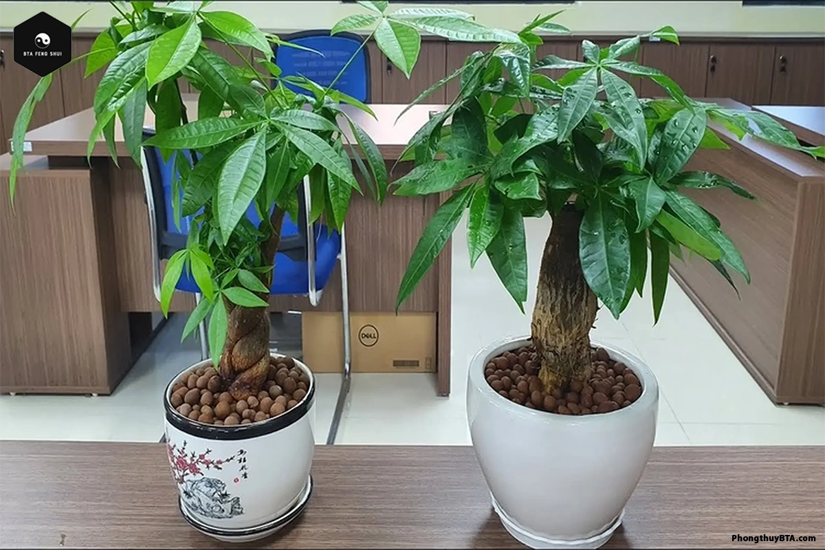 Money Tree in feng shui