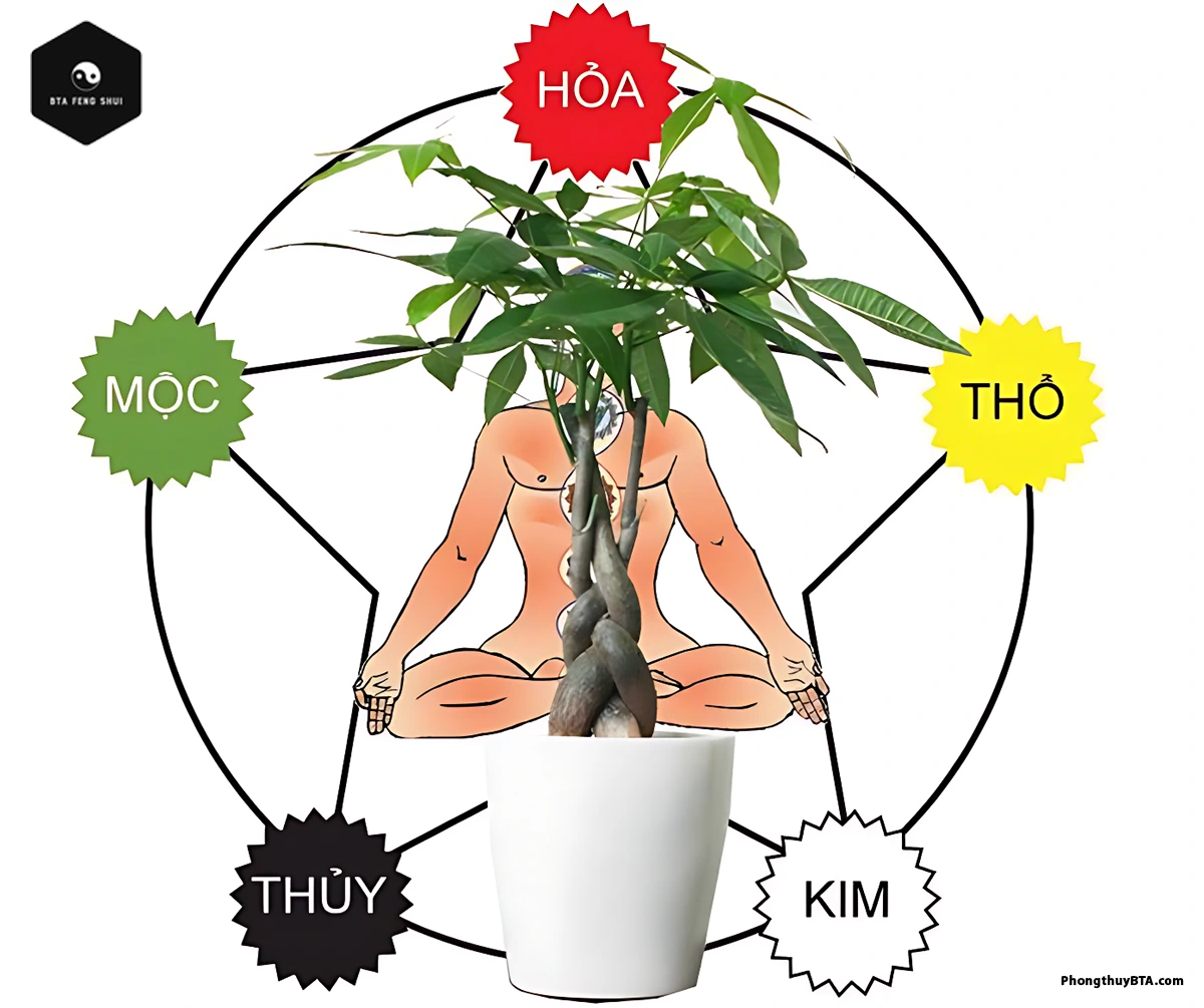 Which zodiac signs are compatible with the Money Tree?