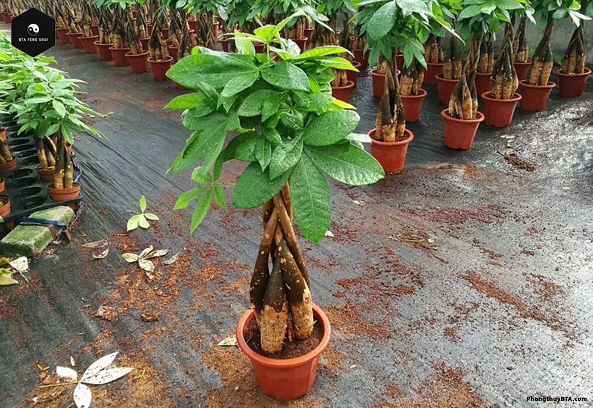 Braiding a Money Tree