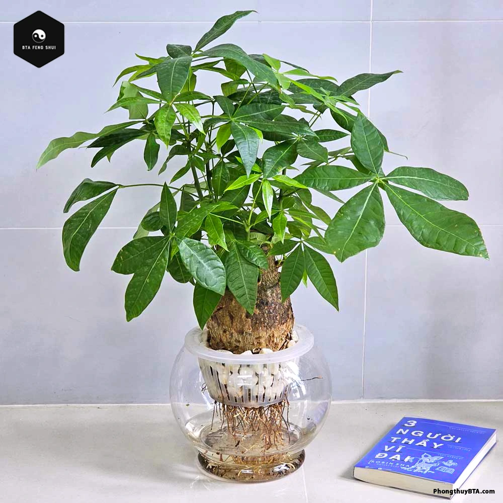 Hydroponic Money Tree