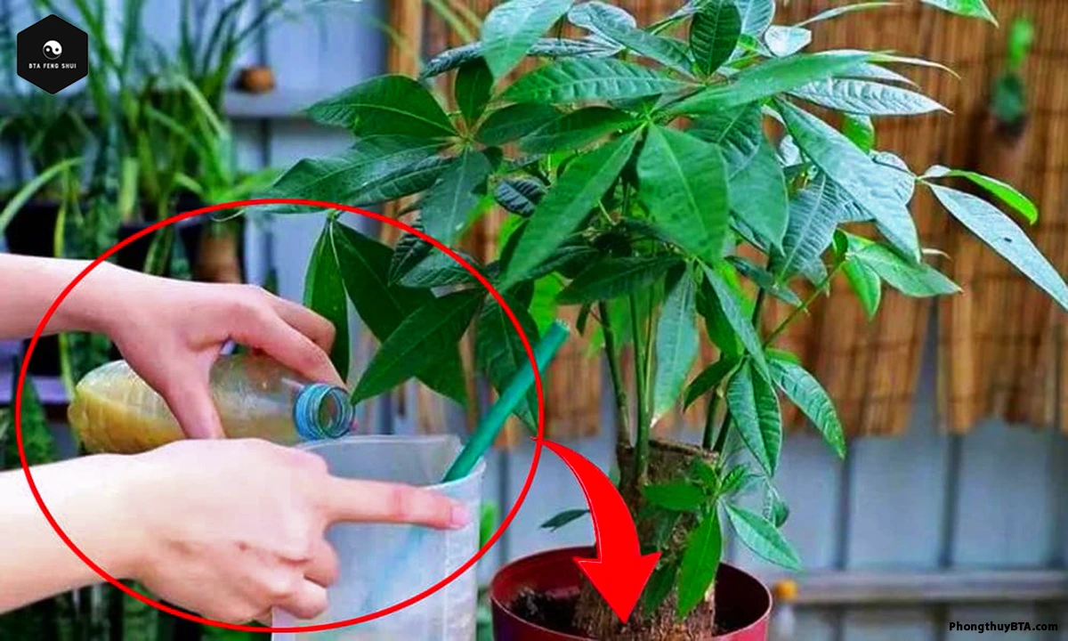 How to care for the Money Tree