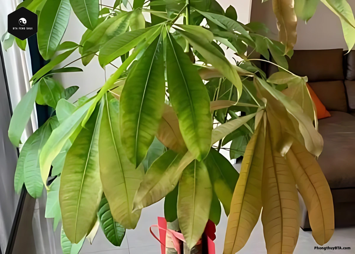 Money Tree with dry, wilted leaves