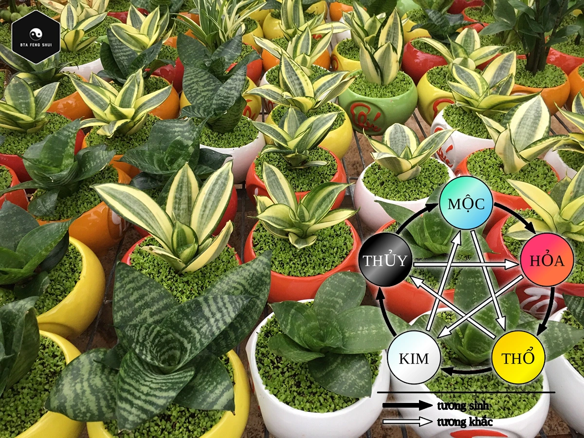 Cây Lưỡi Hổ hợp mệnh gì? Có tác dụng gì? Để trong nhà tốt không? Cây Lưỡi Hổ hợp mệnh gì?