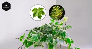 English Ivy Care: The Secret to a Healthier, Luckier Home english ivy plant