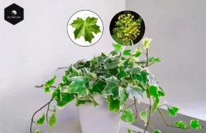 English Ivy Care: The Secret to a Healthier, Luckier Home english ivy plant