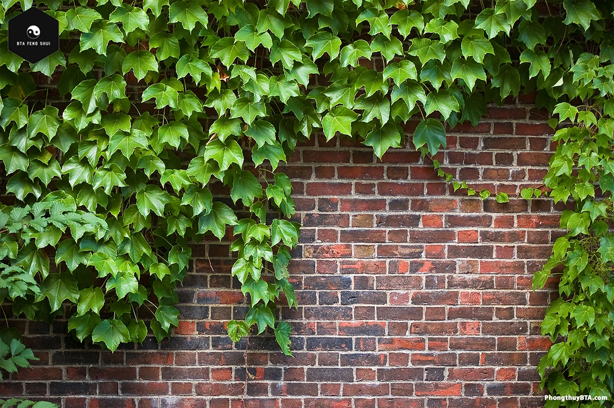 english ivy indoors and outdoors