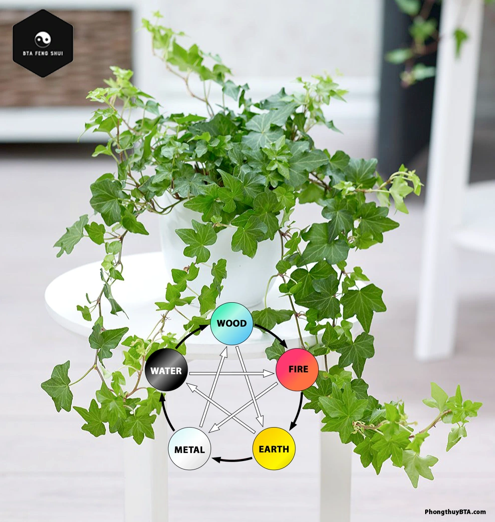 english ivy plant In Feng Shui