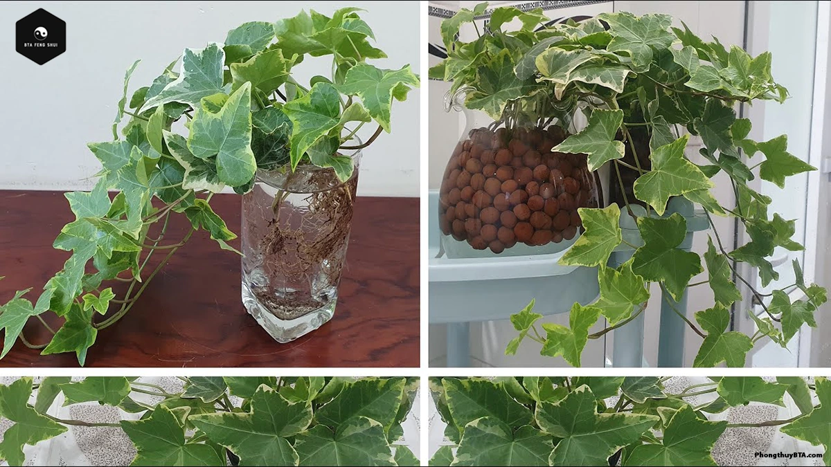 English Ivy grown in water