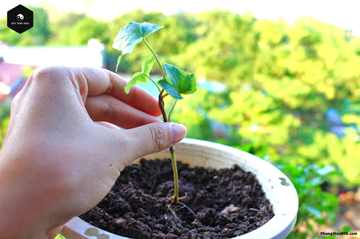 Propagating English Ivy