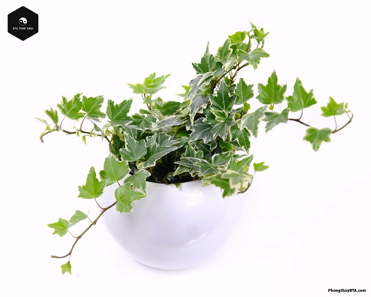Additional Benefits of English Ivy