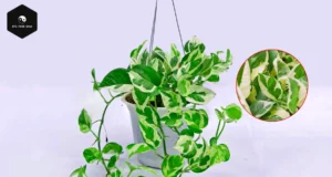 Marble Queen Pothos: Feng Shui Benefits & Care Guide marble queen pothos plant