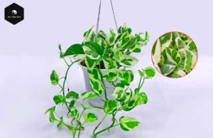 Marble Queen Pothos: Feng Shui Benefits & Care Guide marble queen pothos plant