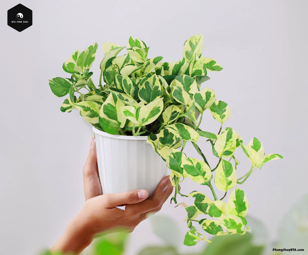epipremnum aureum marble queen