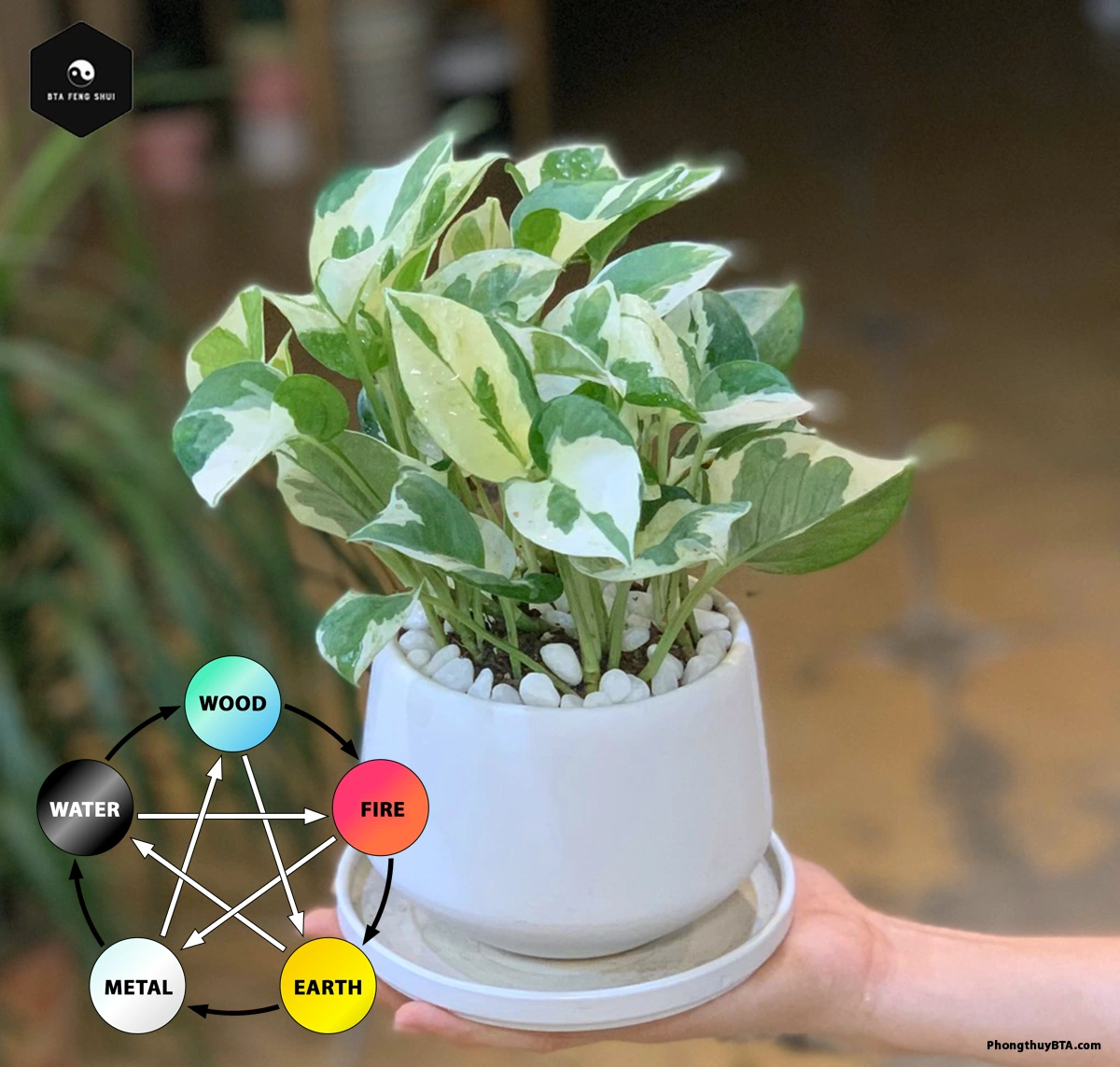 Feng Shui Significance of Marble Queen Pothos