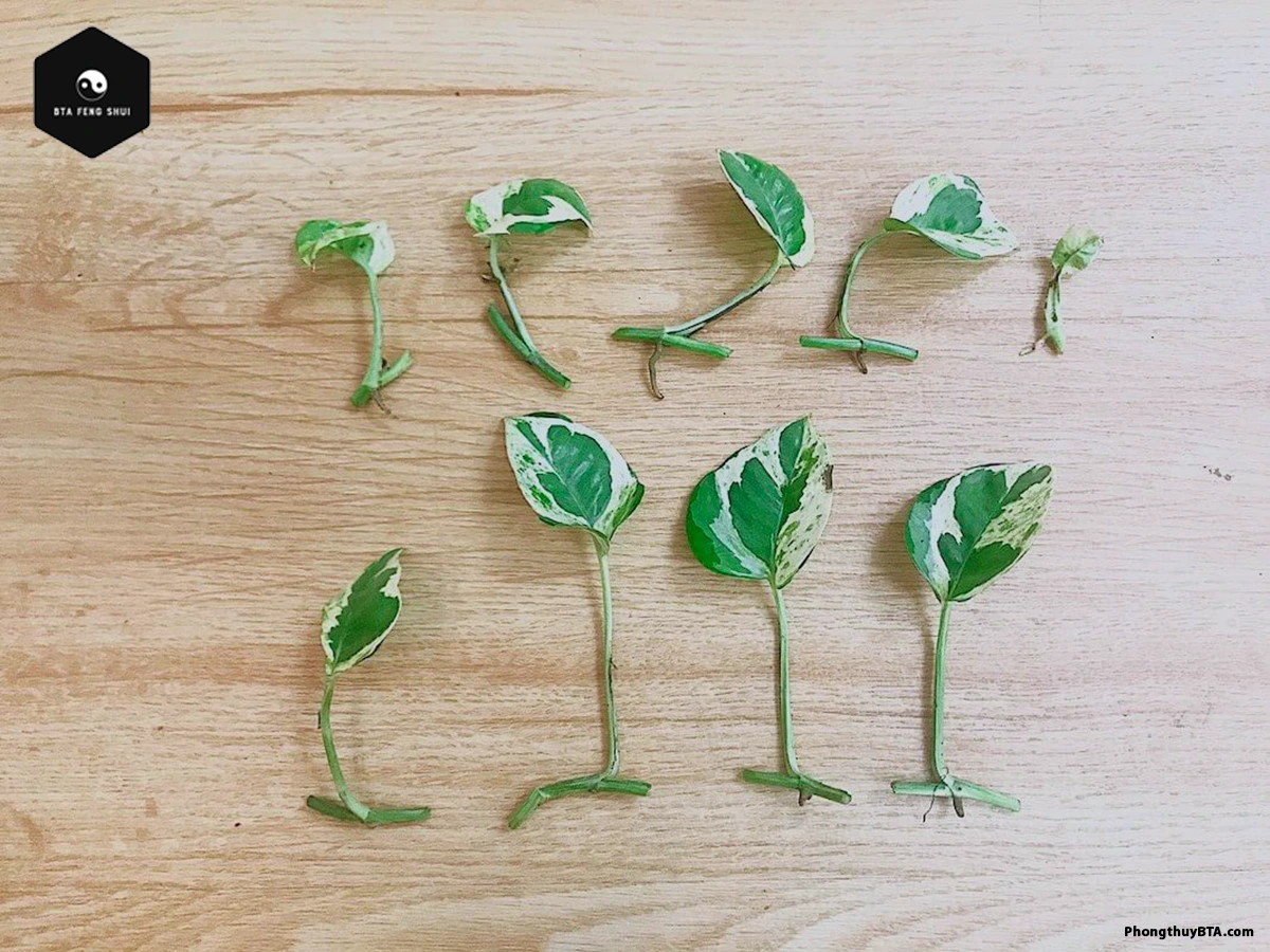 Propagating Marble Queen Pothos