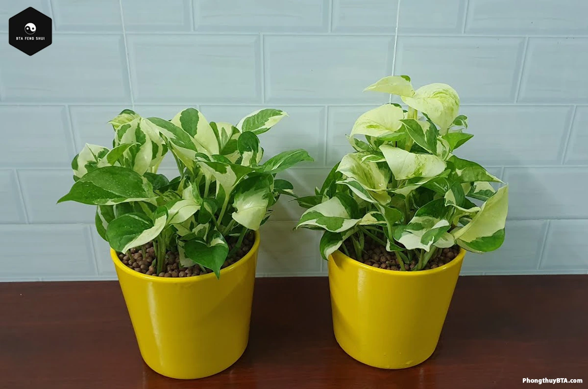 marble queen pothos care