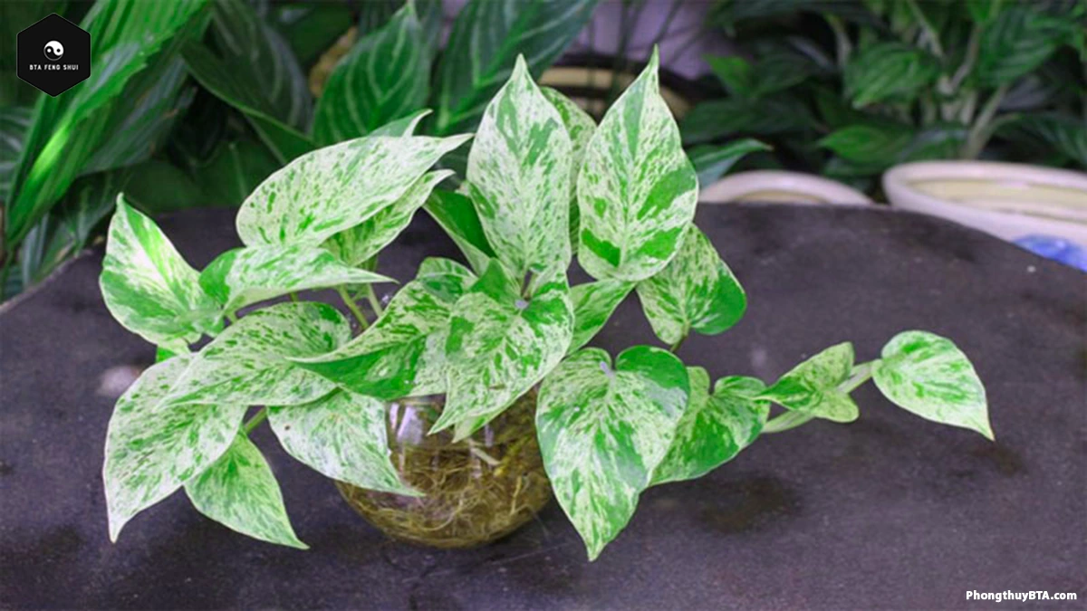 Additional Benefits of Marble Queen Pothos