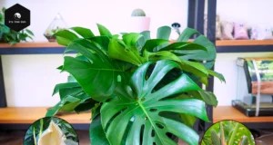 monstera deliciosa swiss cheese plant