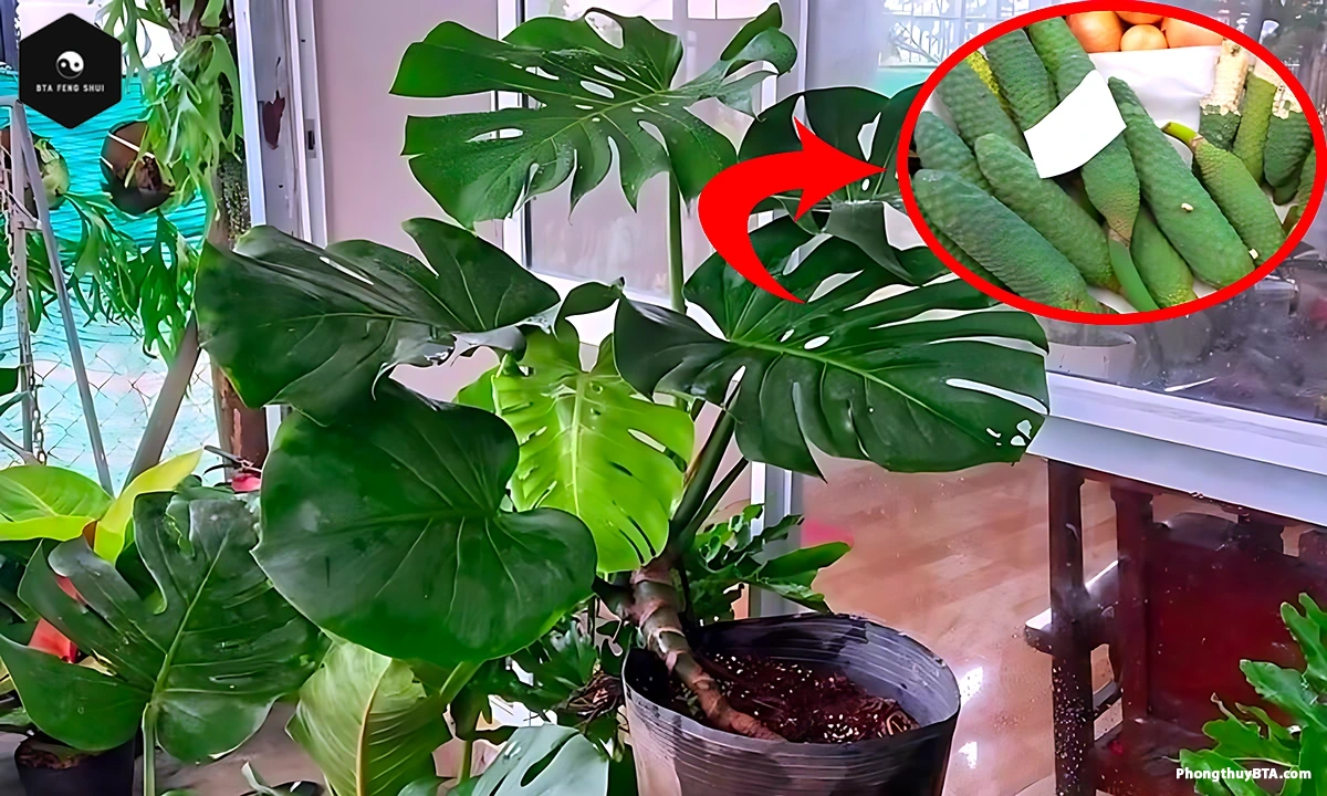 swiss cheese plant