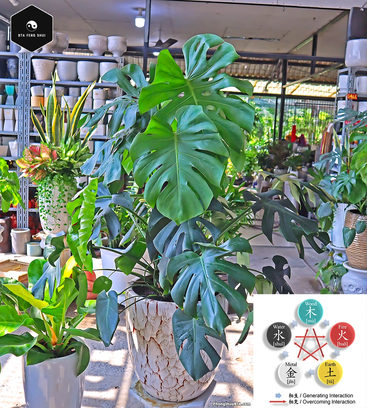 The Monstera plant in Feng Shui