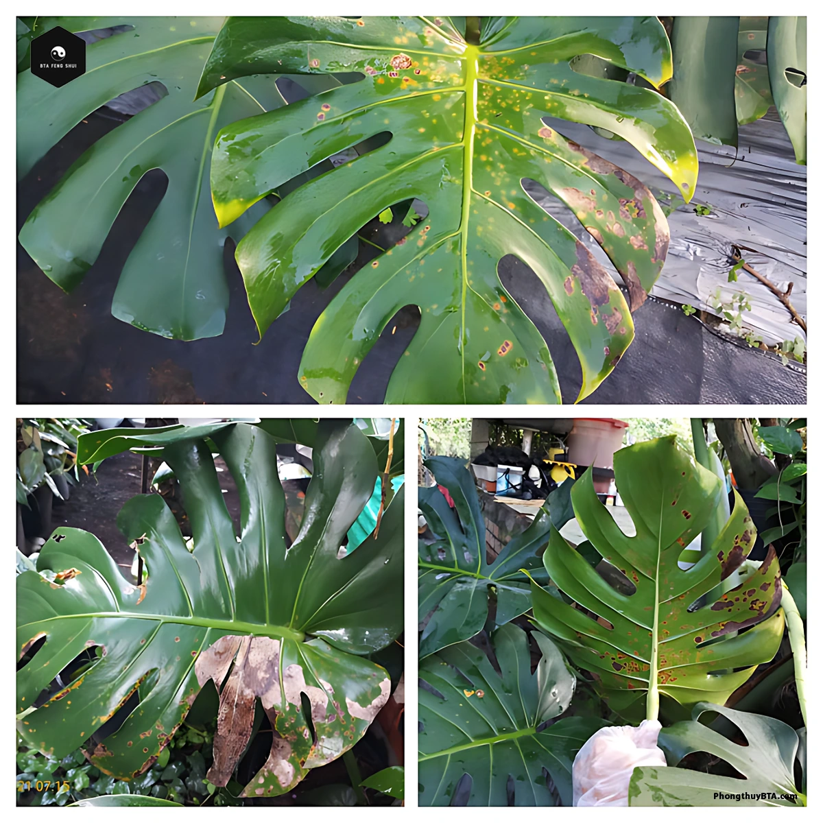monstera deliciosa care