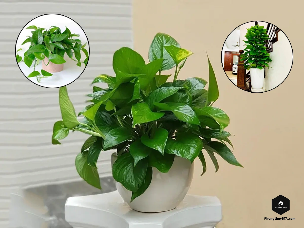 Pothos Plant Care