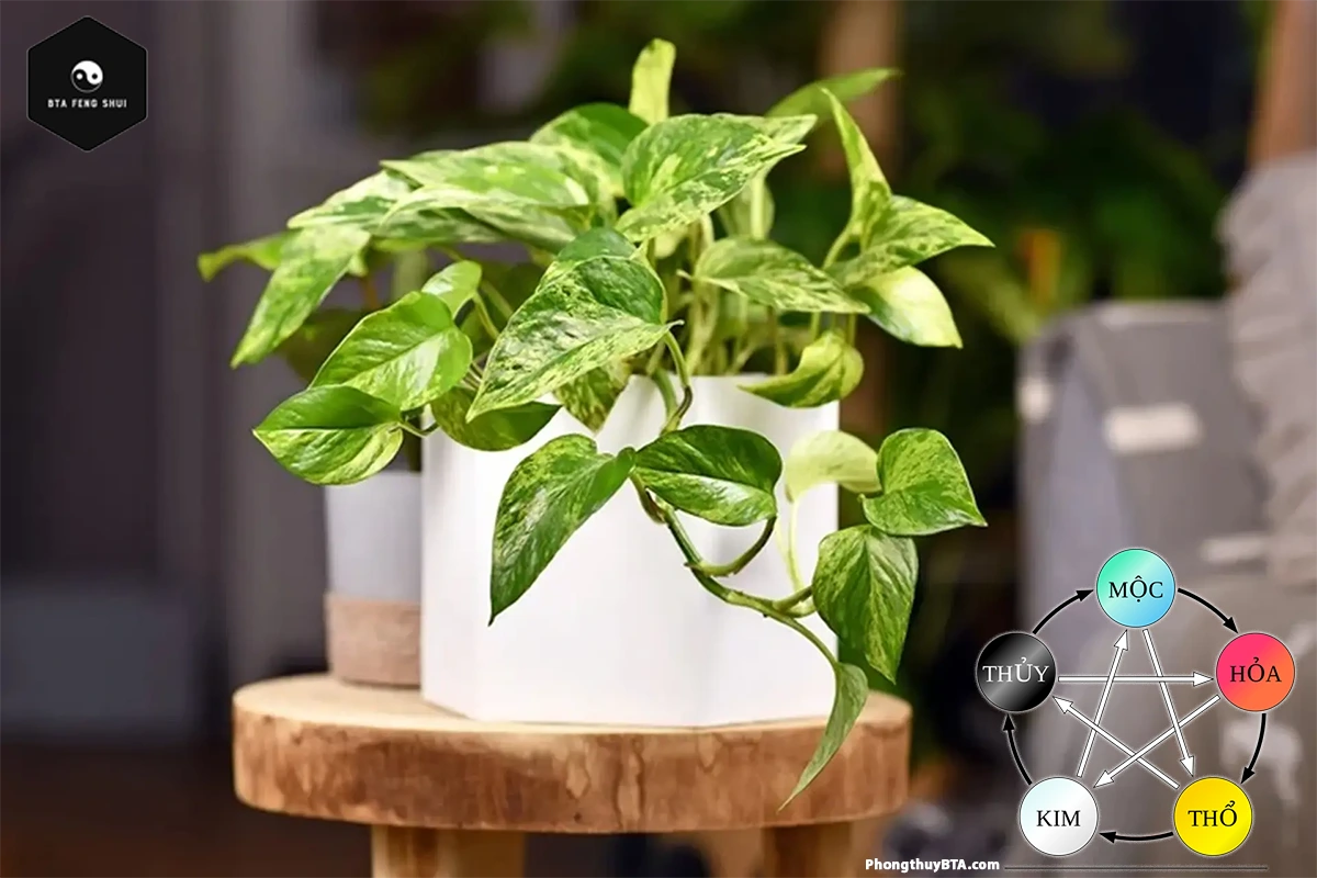 Pothos Plant in Feng Shui