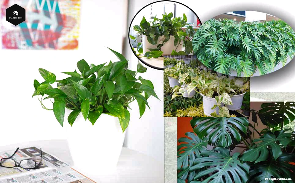 Exploring Pothos Varieties