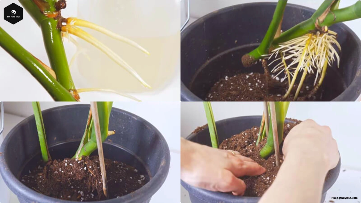 Propagating Pothos