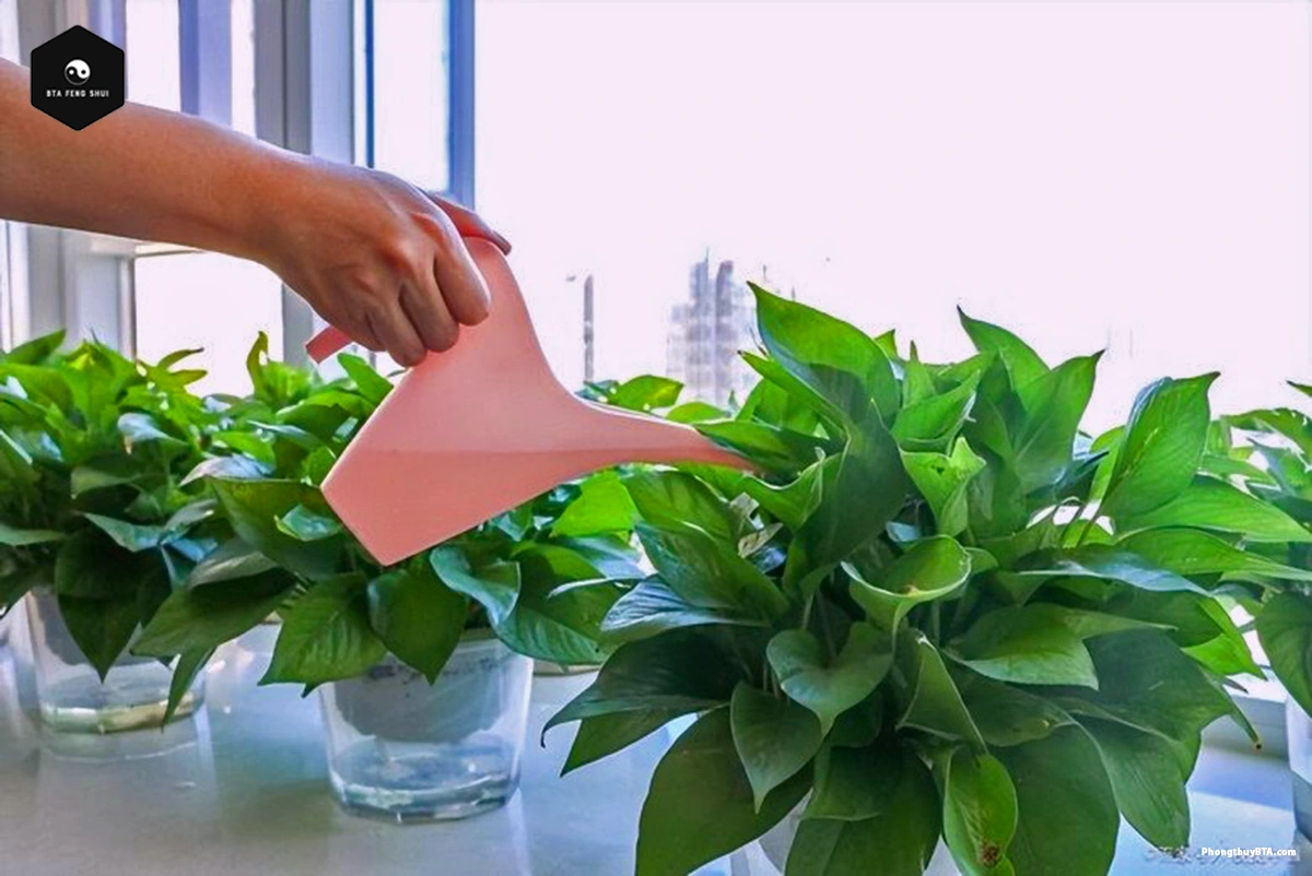Pothos Plant Care