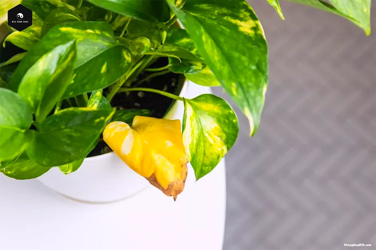 Pothos Plant Care: Common Pests and Diseases
