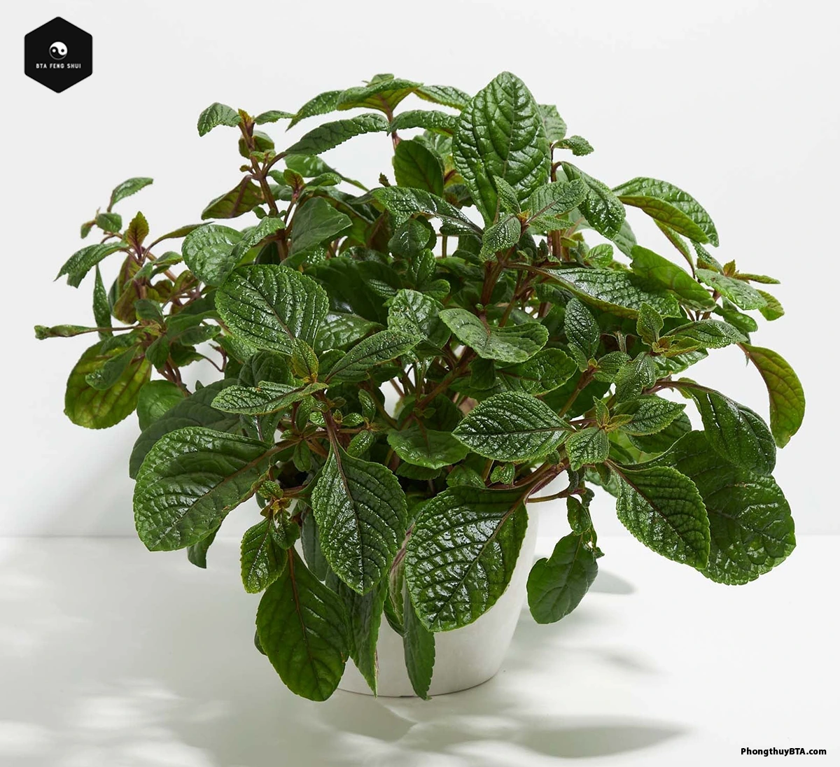 Purple Swedish ivy