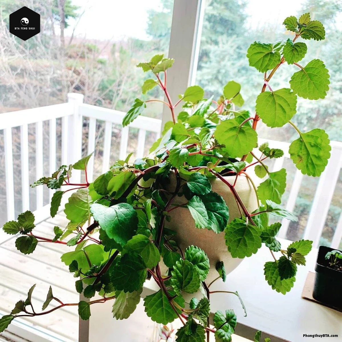 swedish ivy care