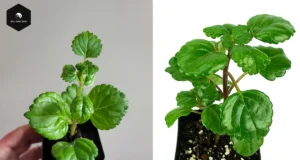 Swedish Ivy Secrets: Care & Feng Shui Benefits for Your Home swedish ivy plant