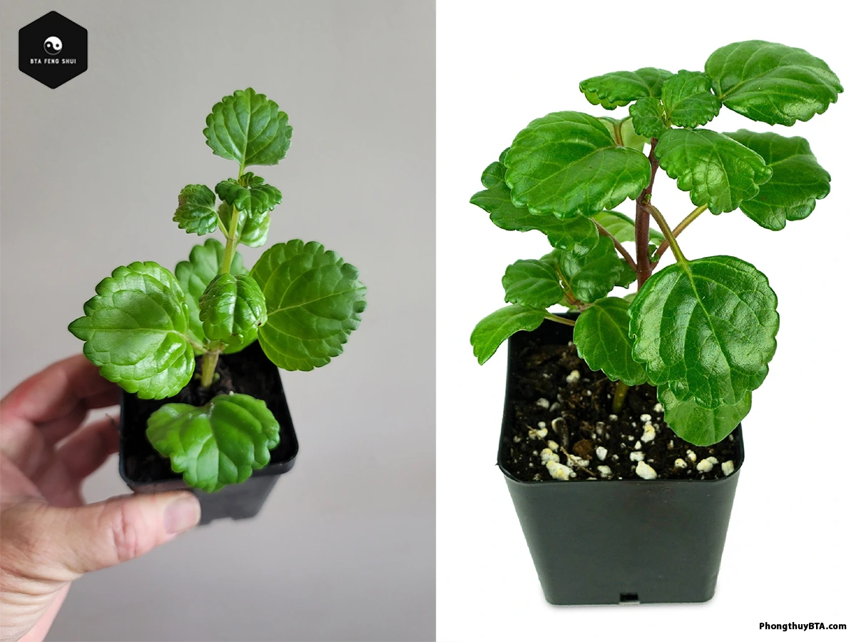 swedish ivy plant