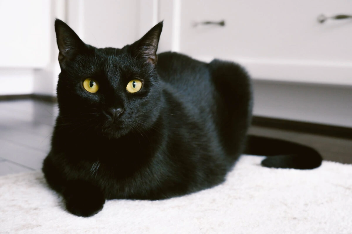 black cat in a dream meaning