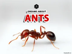 Ants in Dreams: Spiritual Meaning and Interpretation dreamed about ants